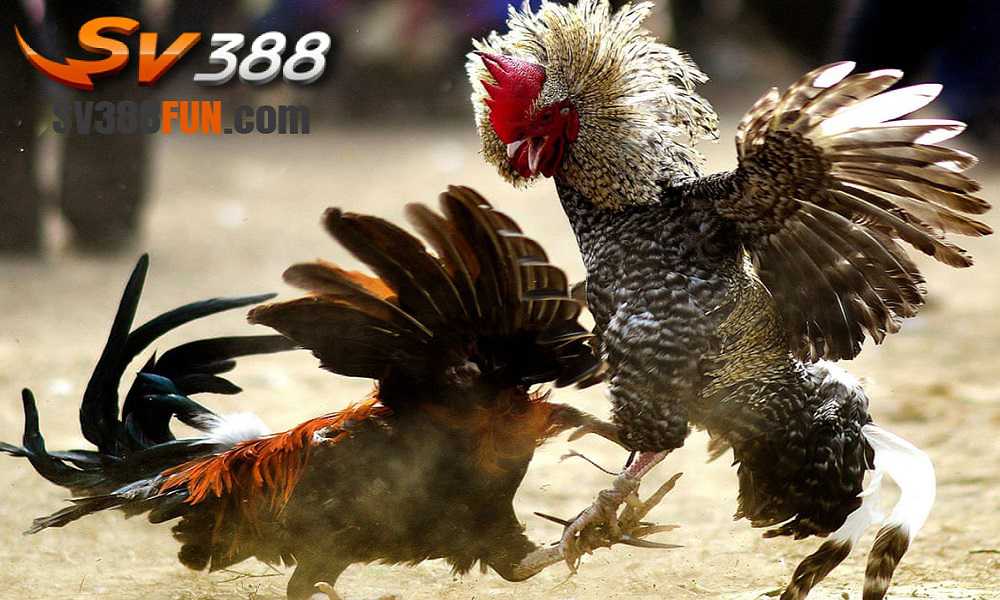 Ngoài khoản giảm giá 100000 đô la, Re88 còn cung cấp những ưu đãi gì khác? - Re88