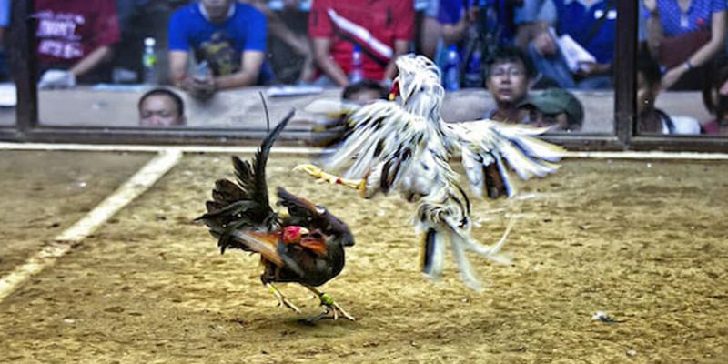 Liệu cổng game 68Game có phải là một trò lừa đảo đối với người chơi cá cược? - 68Game
